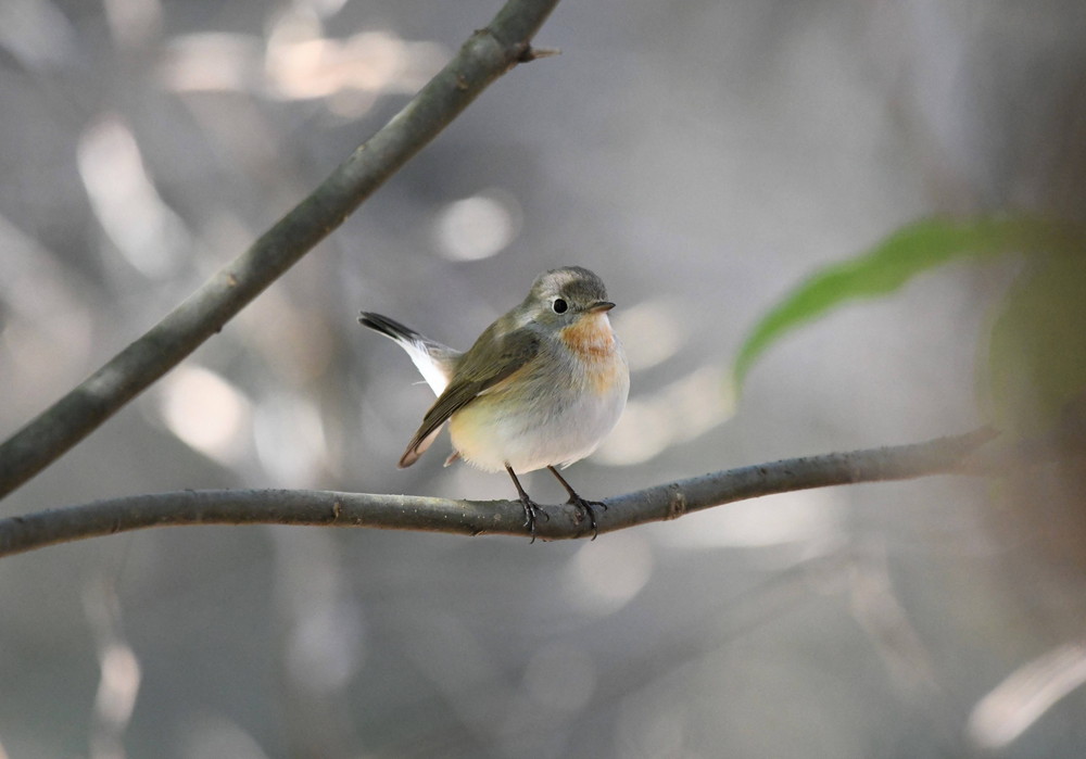 DSC_4898 - コピー.jpg