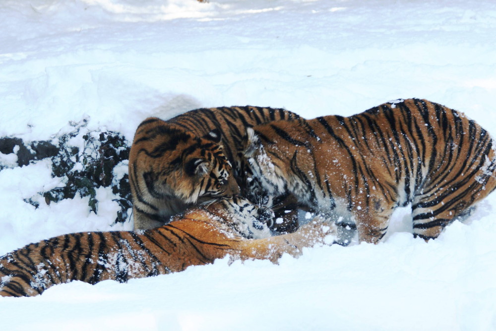 IMG_6887 - コピー.jpg