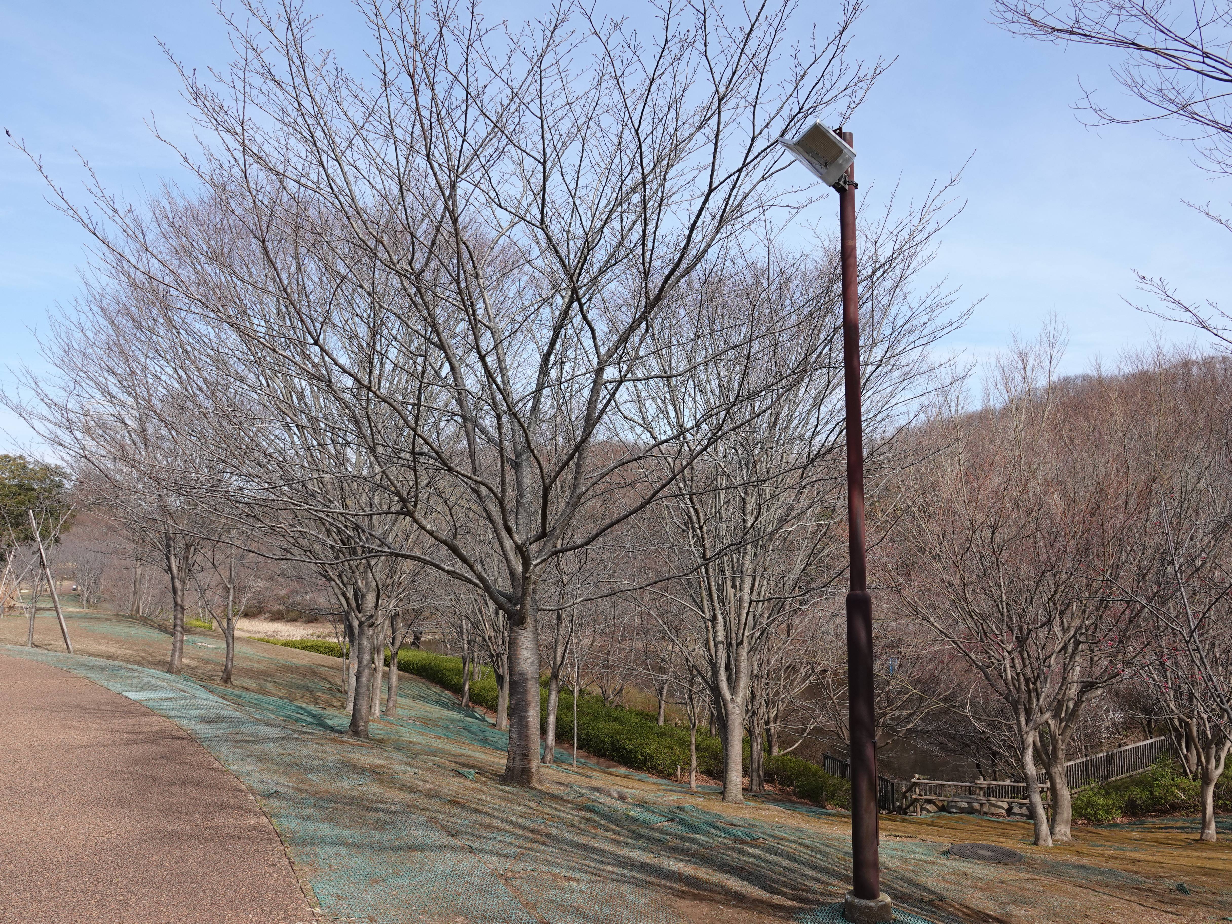 ズーラシアの春事情 桜開花 よこはま動物園ズーラシア公式サイト 公益財団法人 横浜市緑の協会