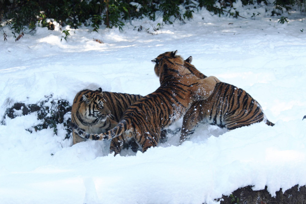 IMG_6890 - コピー.jpg