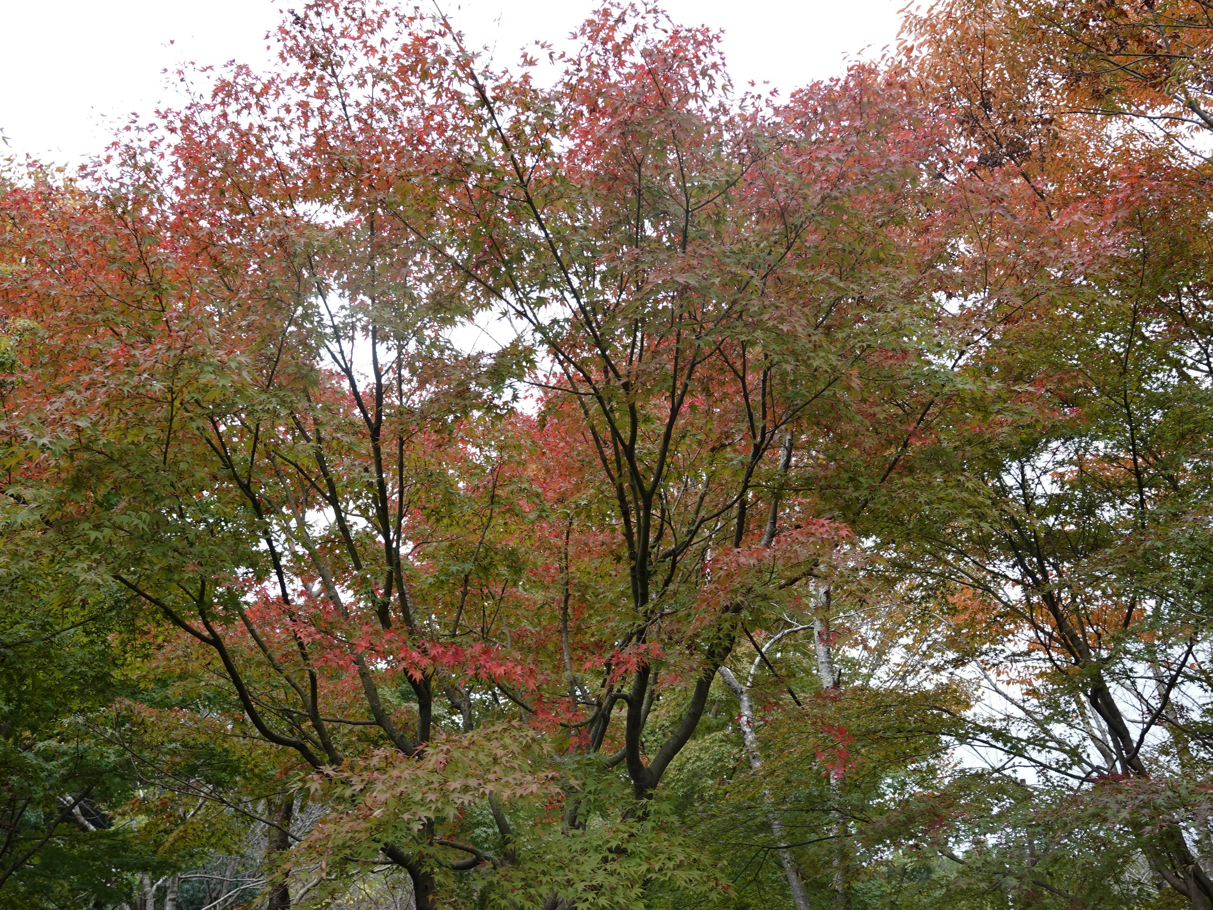 イロハモミジ④.jpg