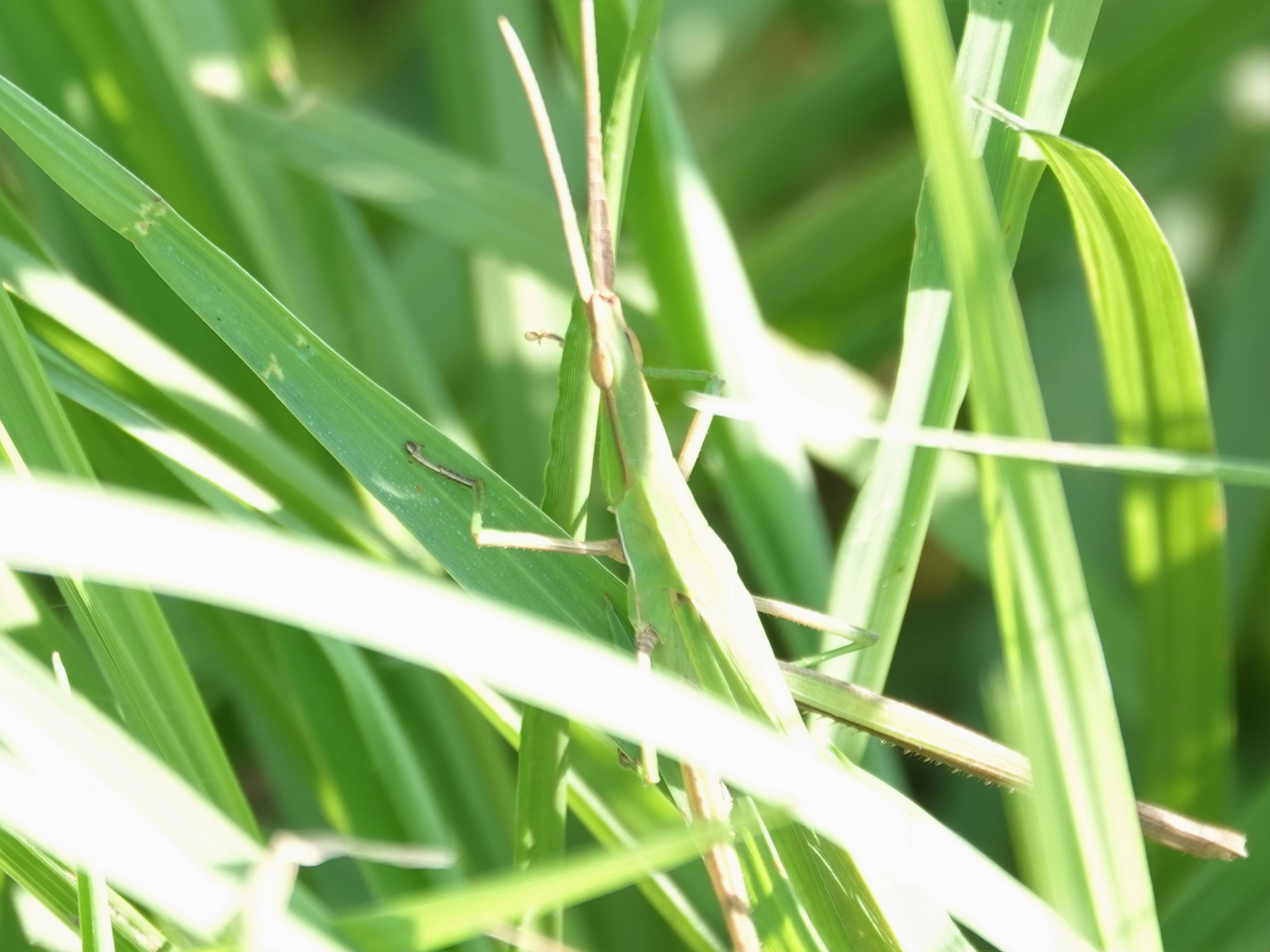 ショウリョウバッタ.jpg