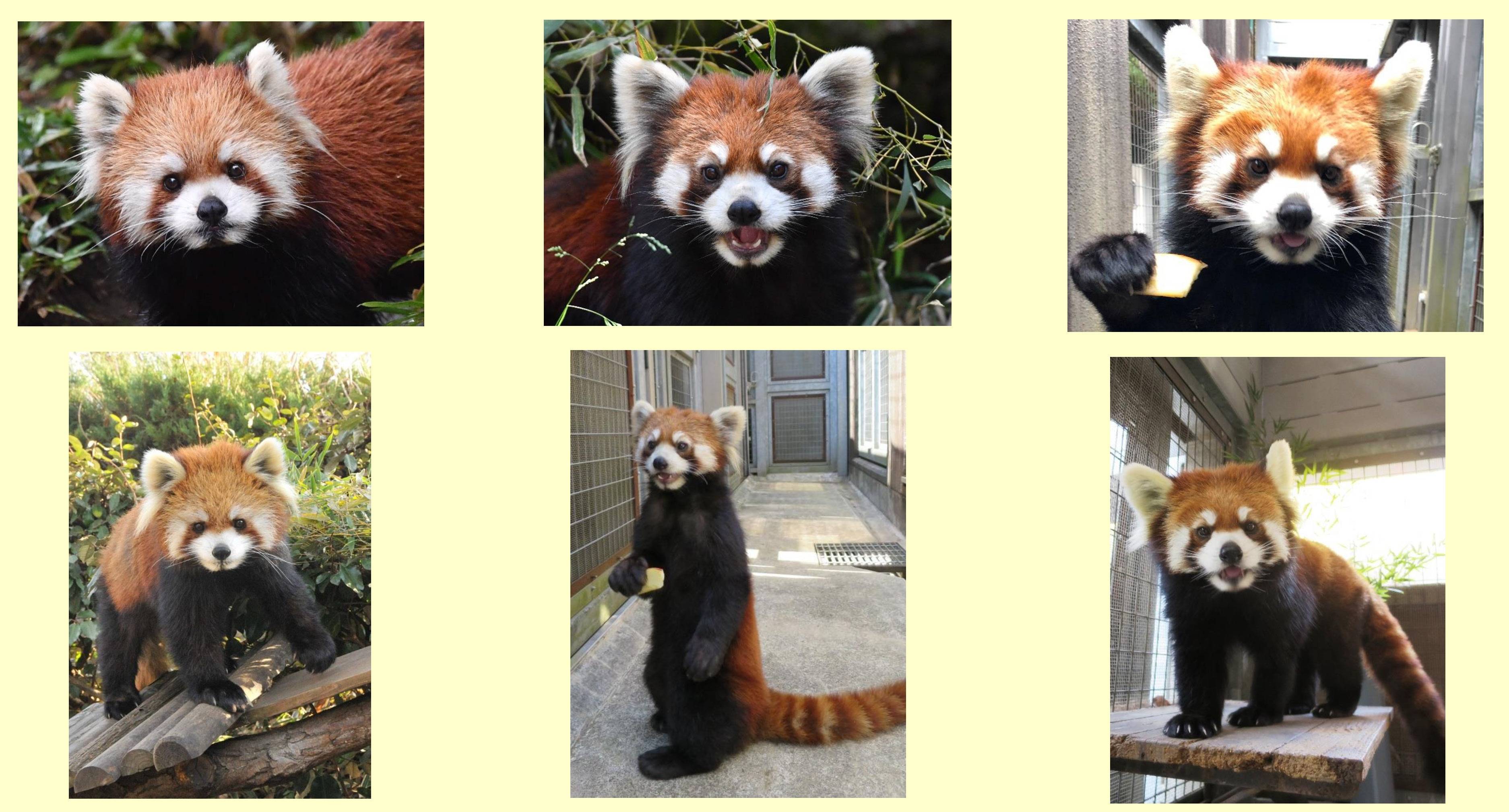 個体紹介パンダ2020.12月~.jpg