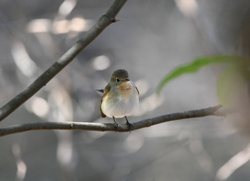 DSC_4913 - コピー.jpg