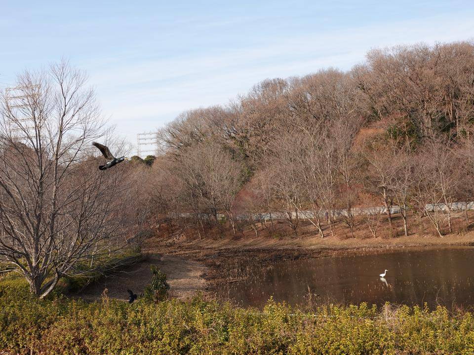 カワウ 飛ぶ.jpg