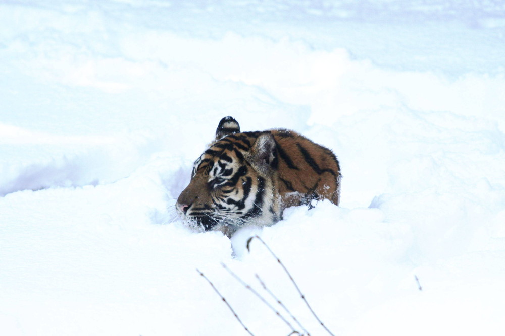 IMG_6557 - コピー.jpg