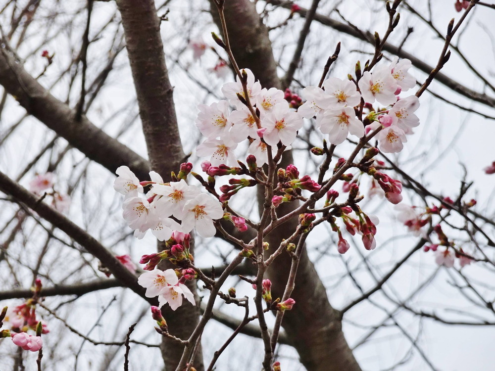 ソメイヨシノ 三分咲き 桜開花 よこはま動物園ズーラシア公式サイト 公益財団法人 横浜市緑の協会 ソメイヨシノ 三分咲き 桜開花 よこはま動物園ズーラシア公式サイト 公益財団法人 横浜市緑の協会