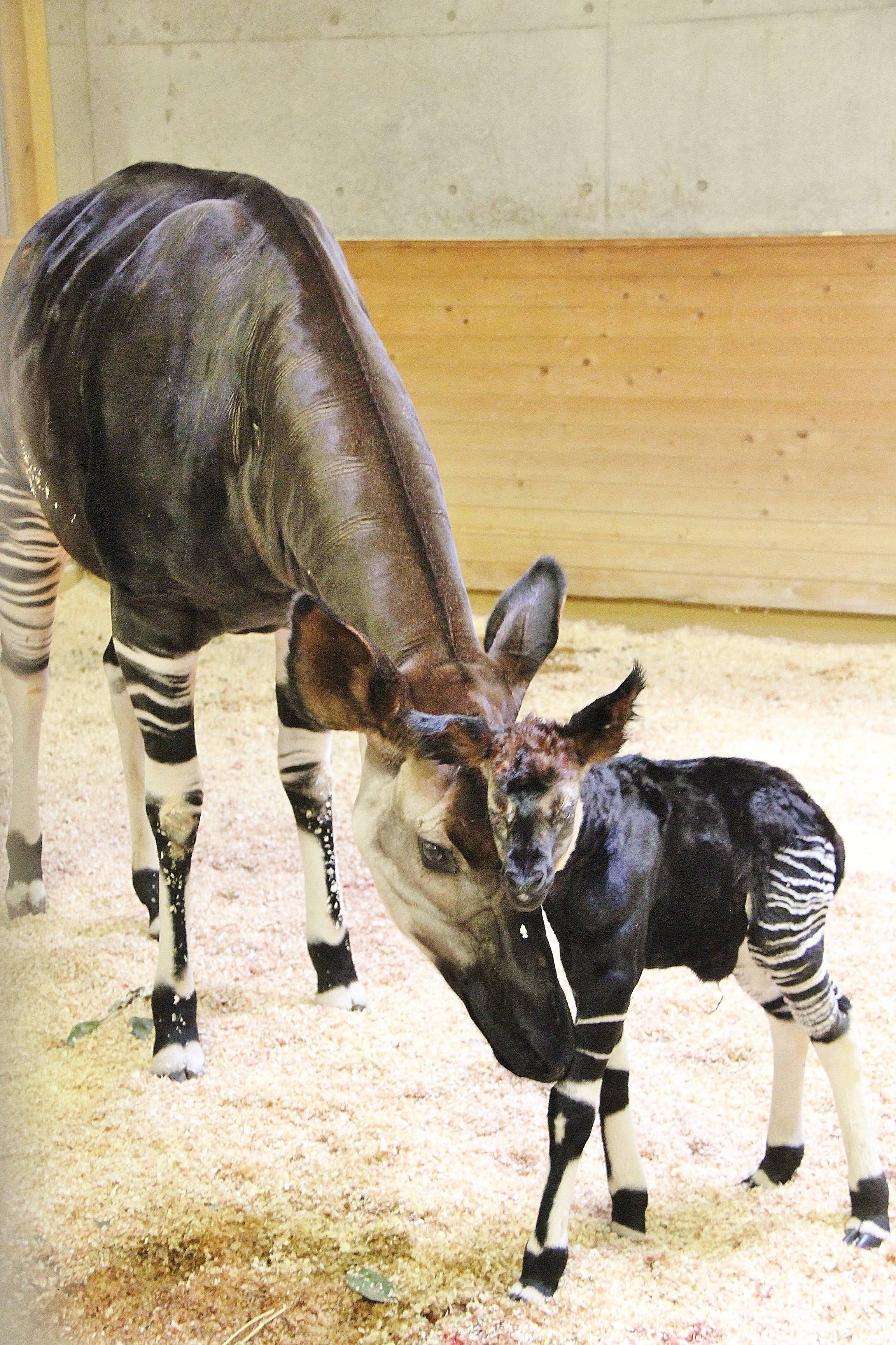 ララ誕生 (1).jpg