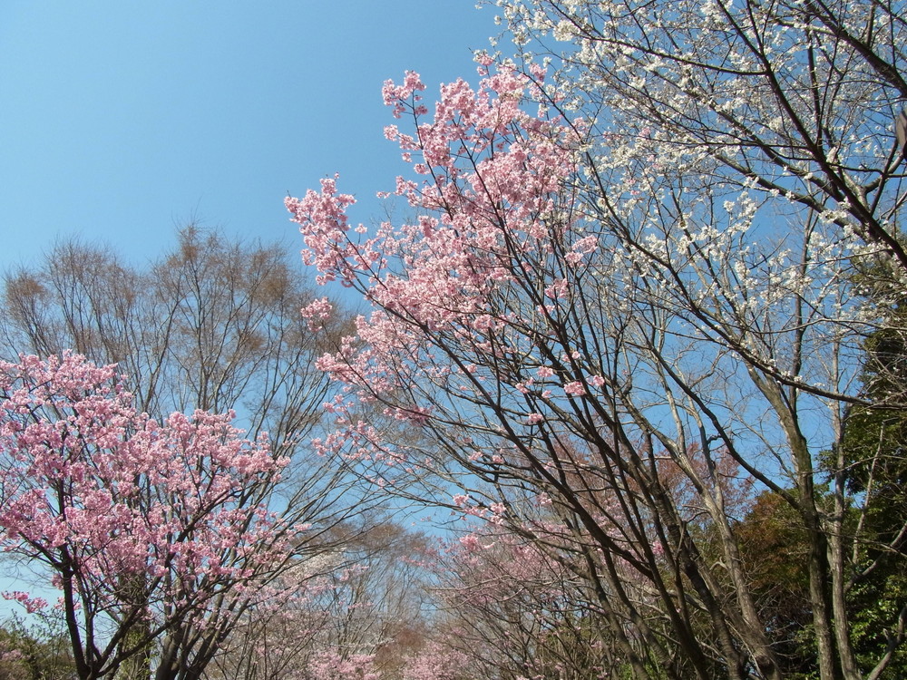 ヨウコウ (3).jpg