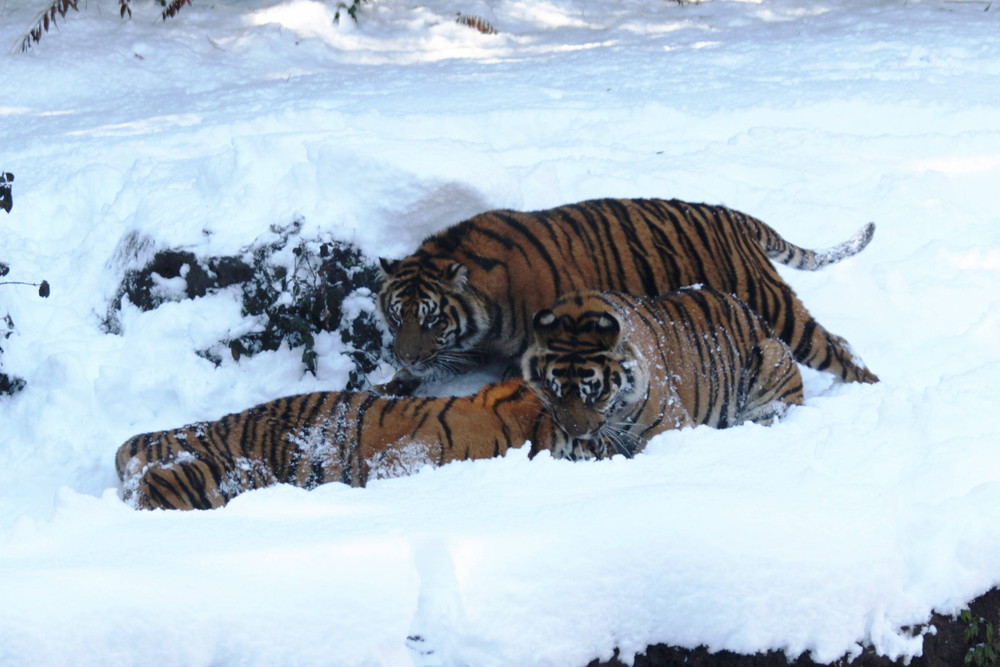 IMG_6885 - コピー.jpg