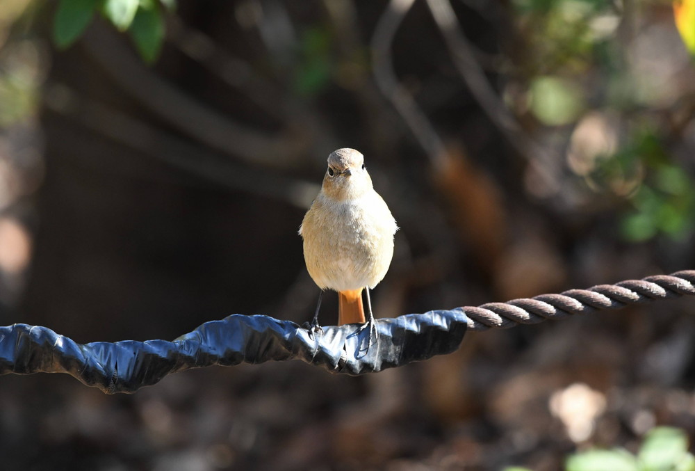 DSC_4763 - コピー.jpg