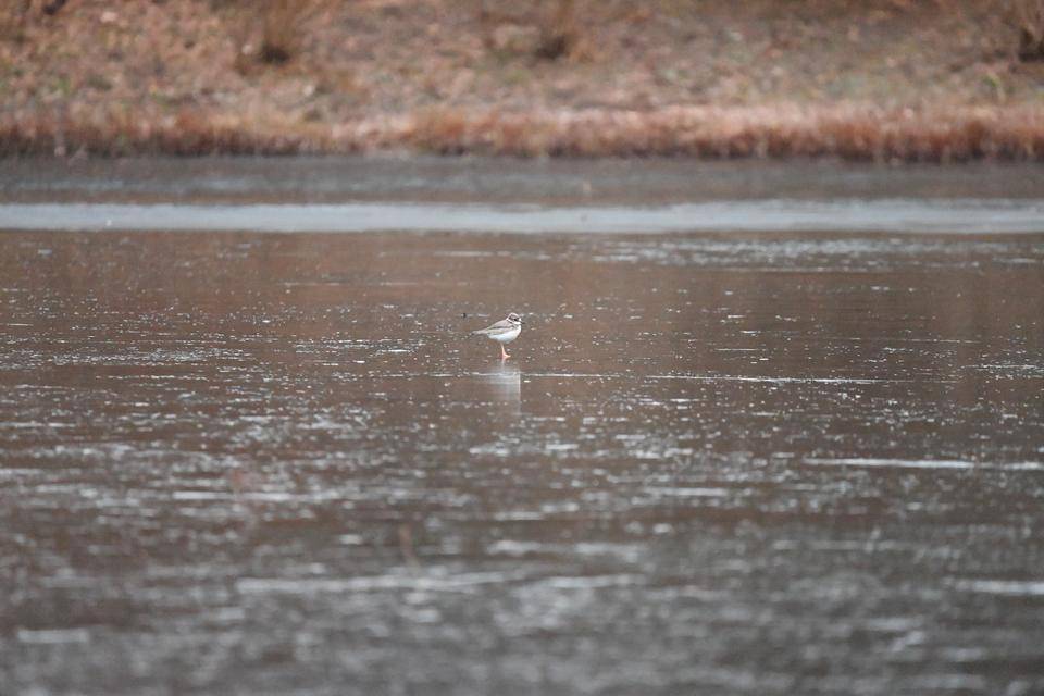 凍った池　シロチドリ.jpg