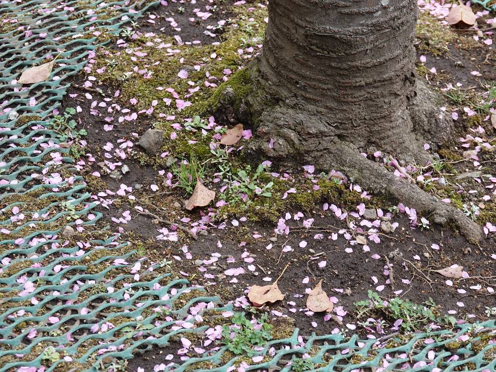 オカメザクラ地面.jpg