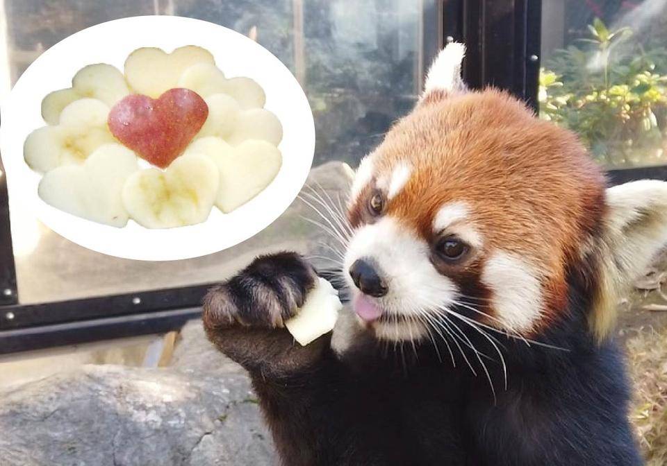 サムネ:レッサーパンダ - コピー-01.jpg