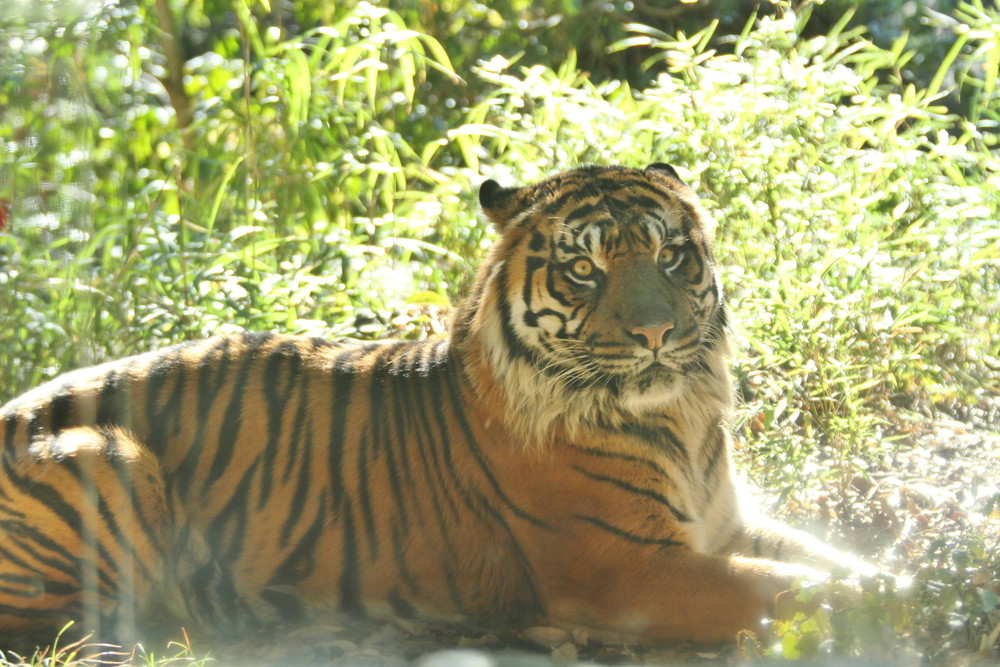 IMG_2823 - コピー.jpg