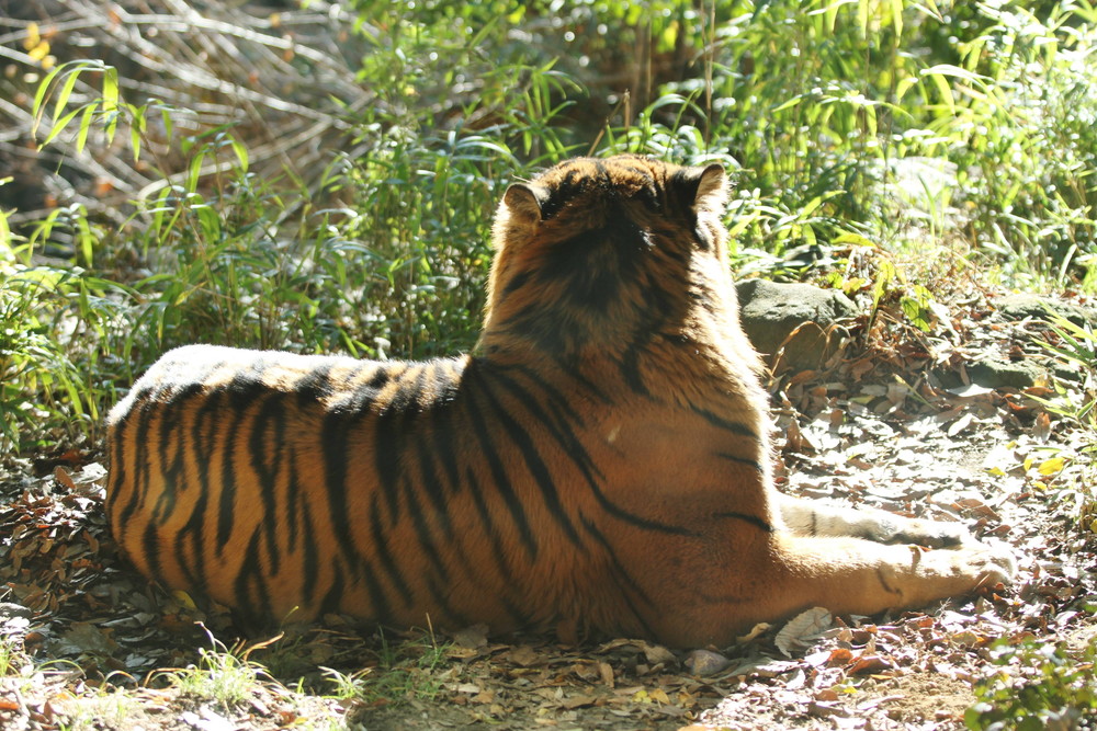 IMG_2785 - コピー.jpg