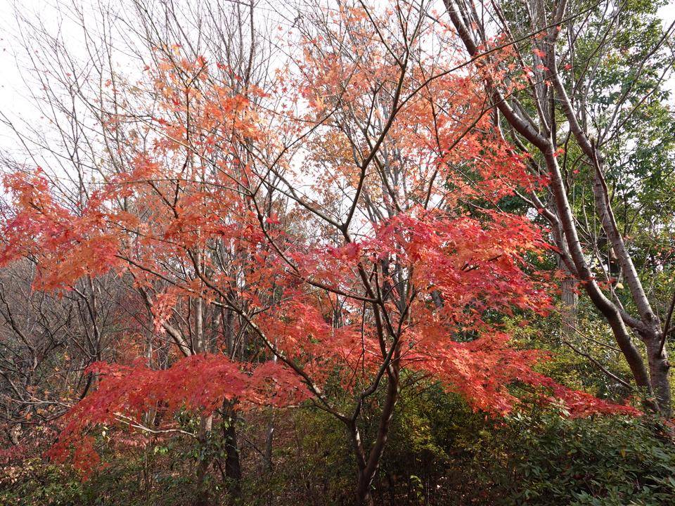 DSC00272.jpg