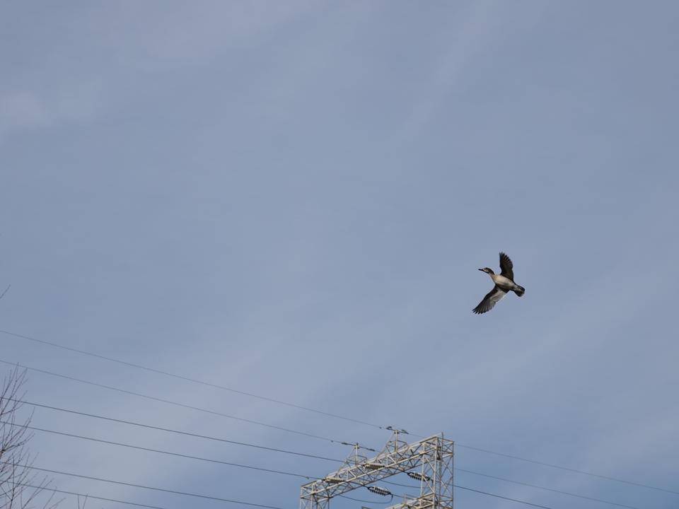 DSC00288.jpg