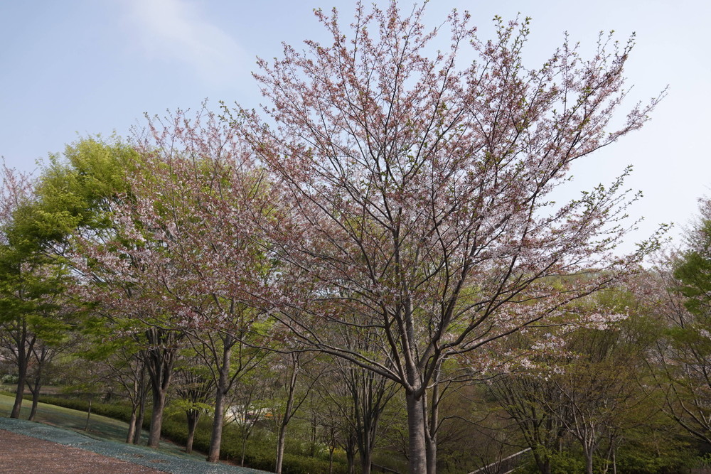 DSC00734.jpg