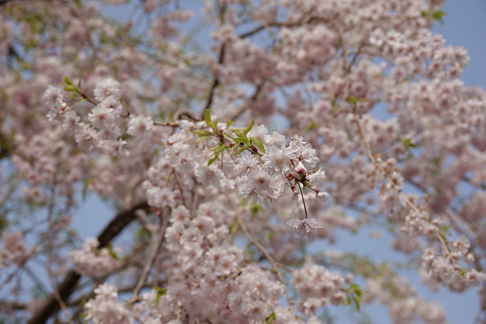 DSC00758.jpg