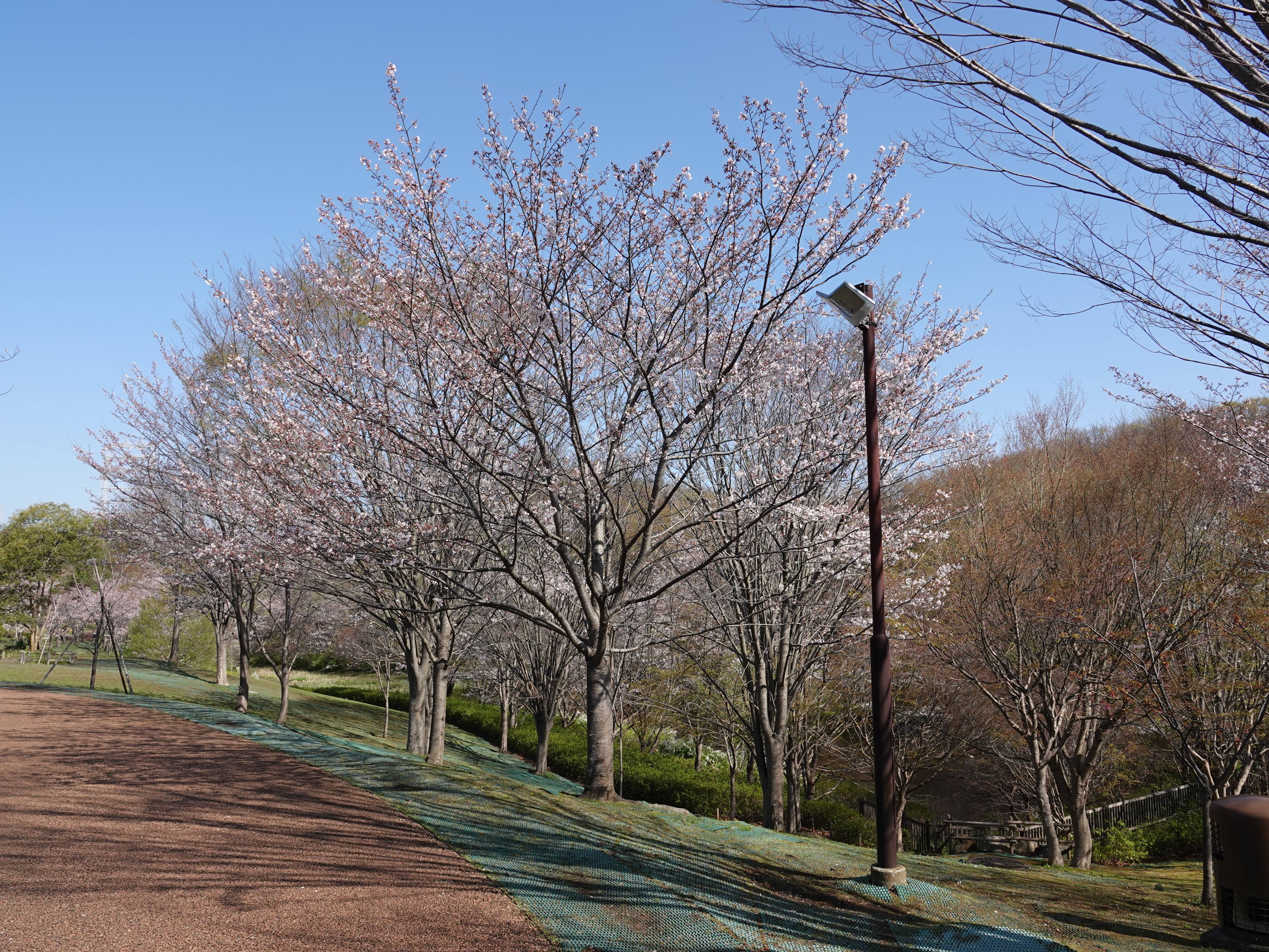 ズーラシアの春事情 桜開花 よこはま動物園ズーラシア公式サイト 公益財団法人 横浜市緑の協会