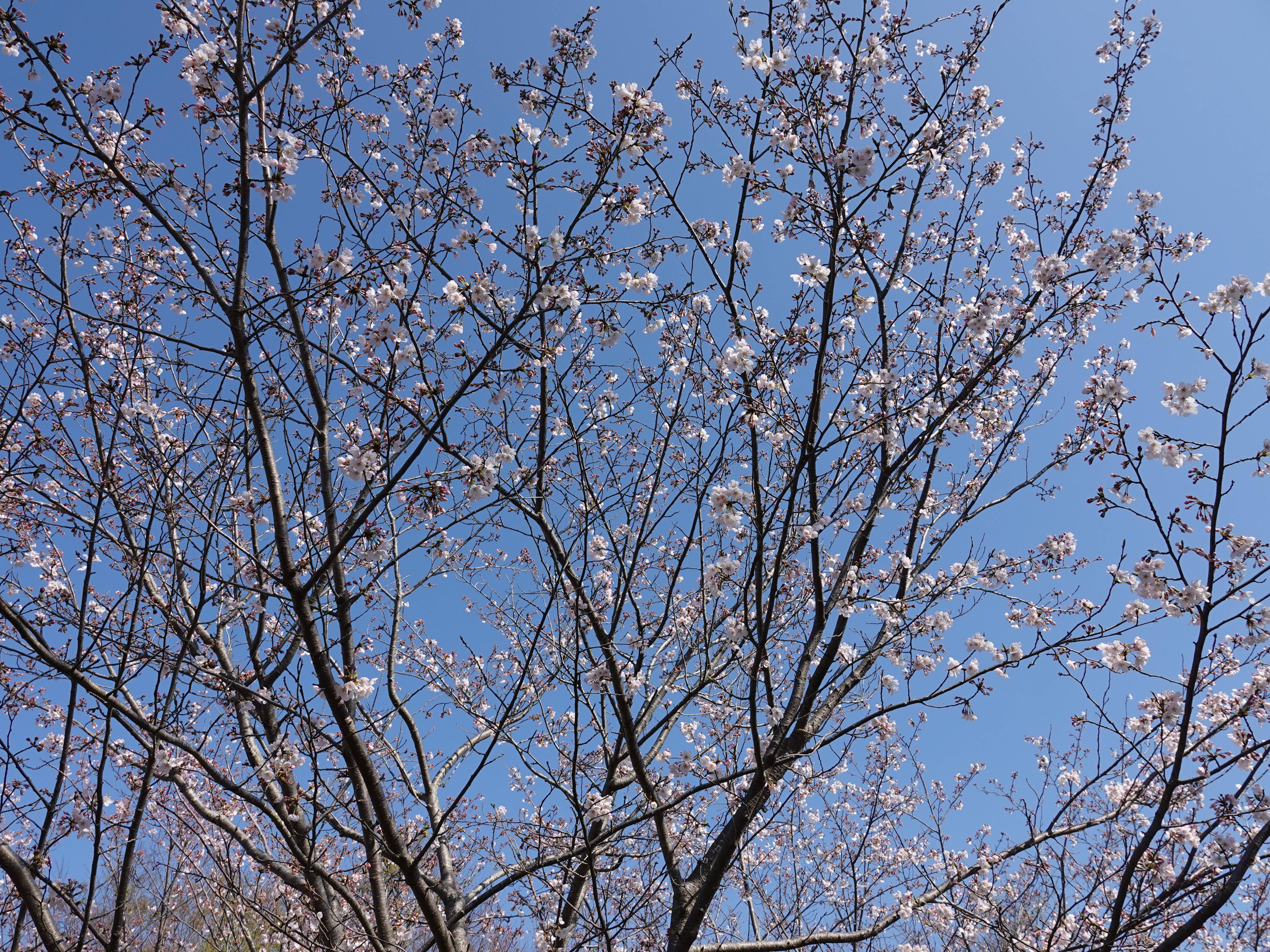 ズーラシアの春事情 桜開花 よこはま動物園ズーラシア公式サイト 公益財団法人 横浜市緑の協会