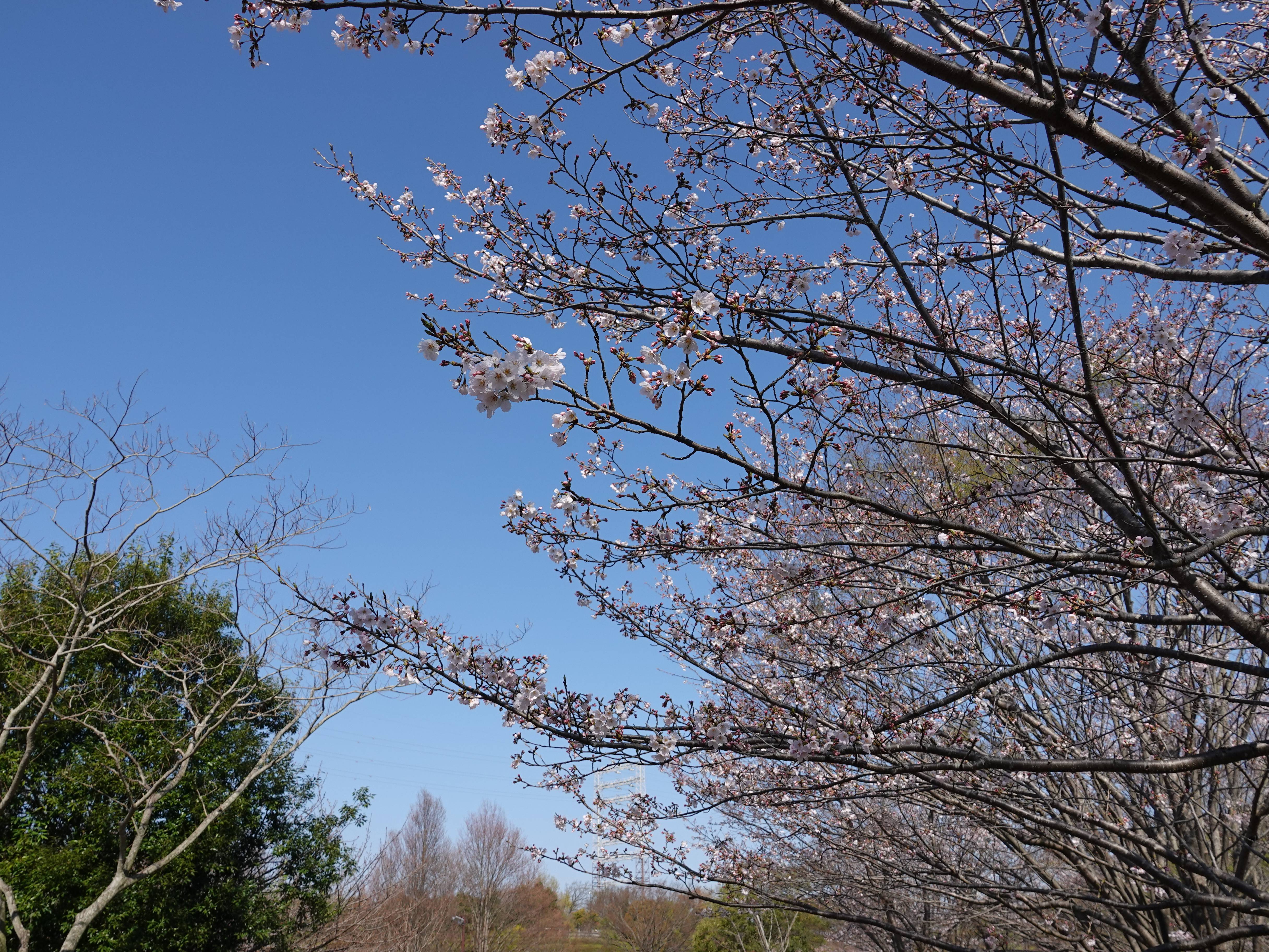 ズーラシアの春事情 桜開花 よこはま動物園ズーラシア公式サイト 公益財団法人 横浜市緑の協会