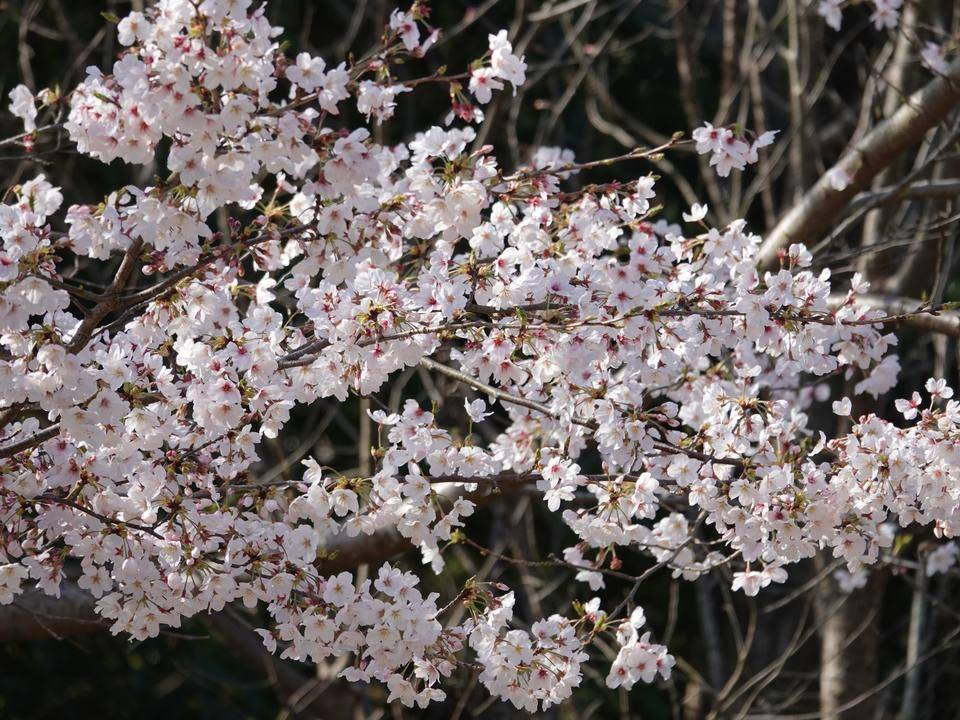 ズーラシアの春事情 桜開花 よこはま動物園ズーラシア公式サイト 公益財団法人 横浜市緑の協会