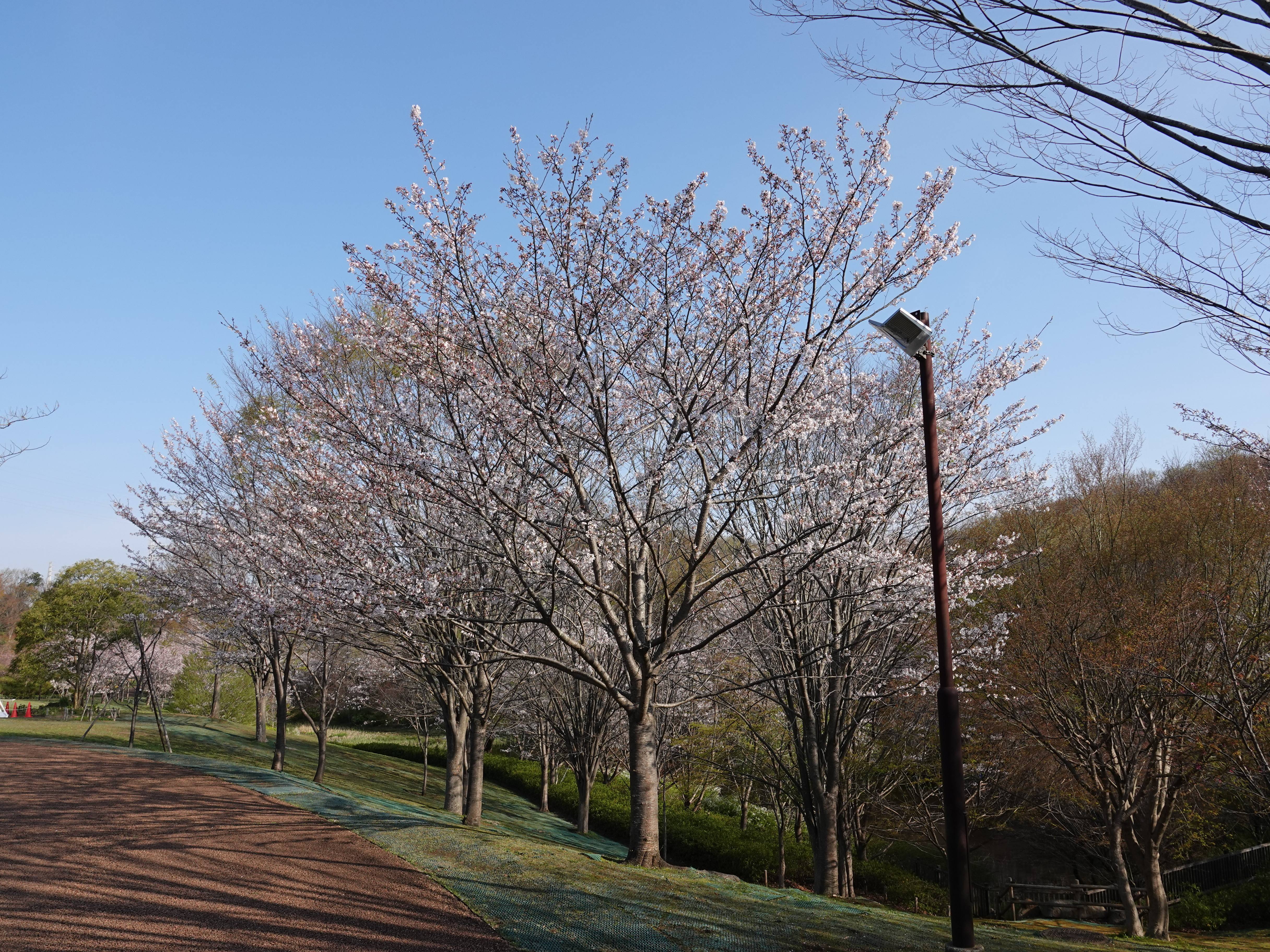 ズーラシアの春事情 桜開花 よこはま動物園ズーラシア公式サイト 公益財団法人 横浜市緑の協会