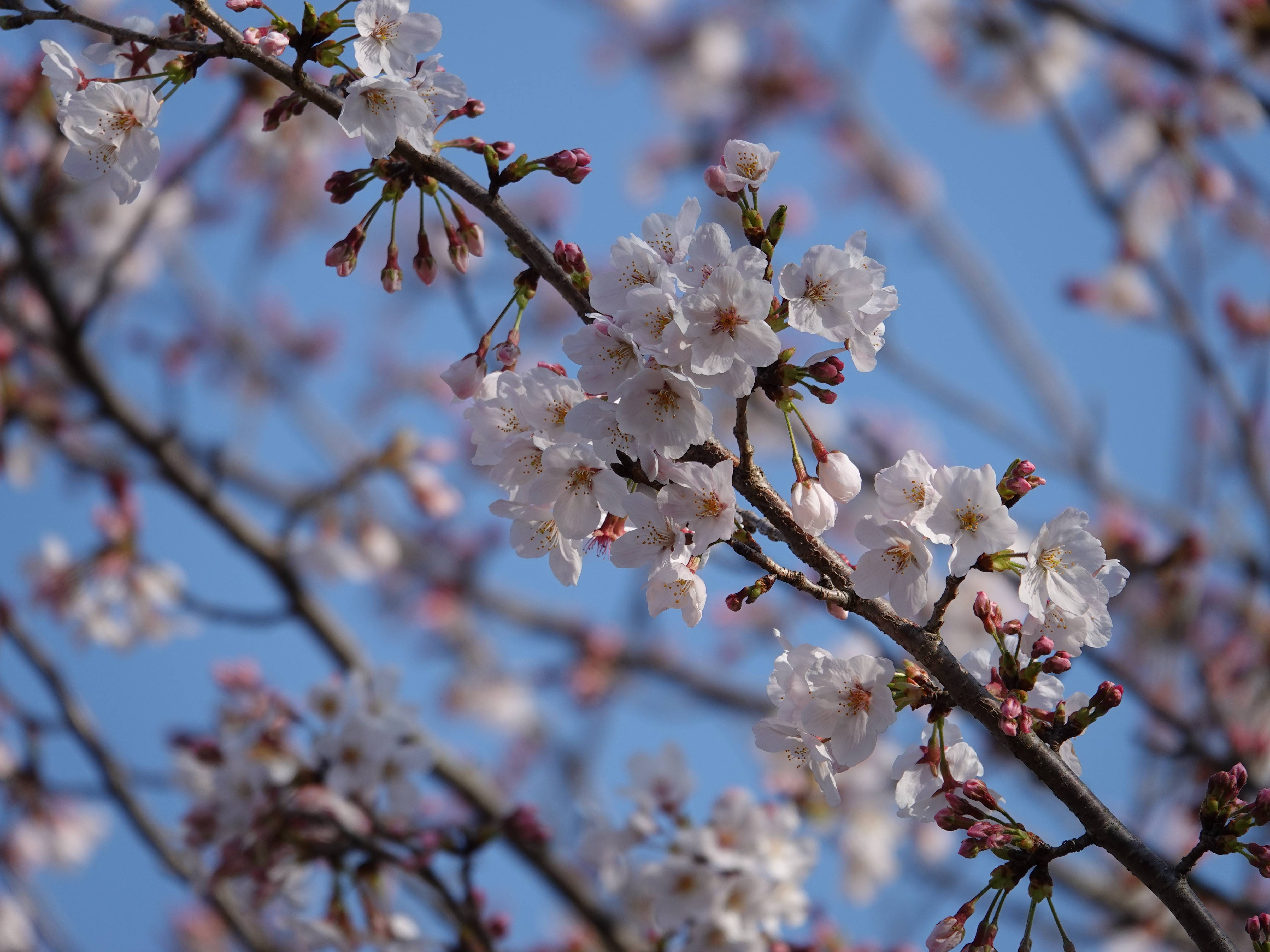 ズーラシアの春事情 桜開花 よこはま動物園ズーラシア公式サイト 公益財団法人 横浜市緑の協会