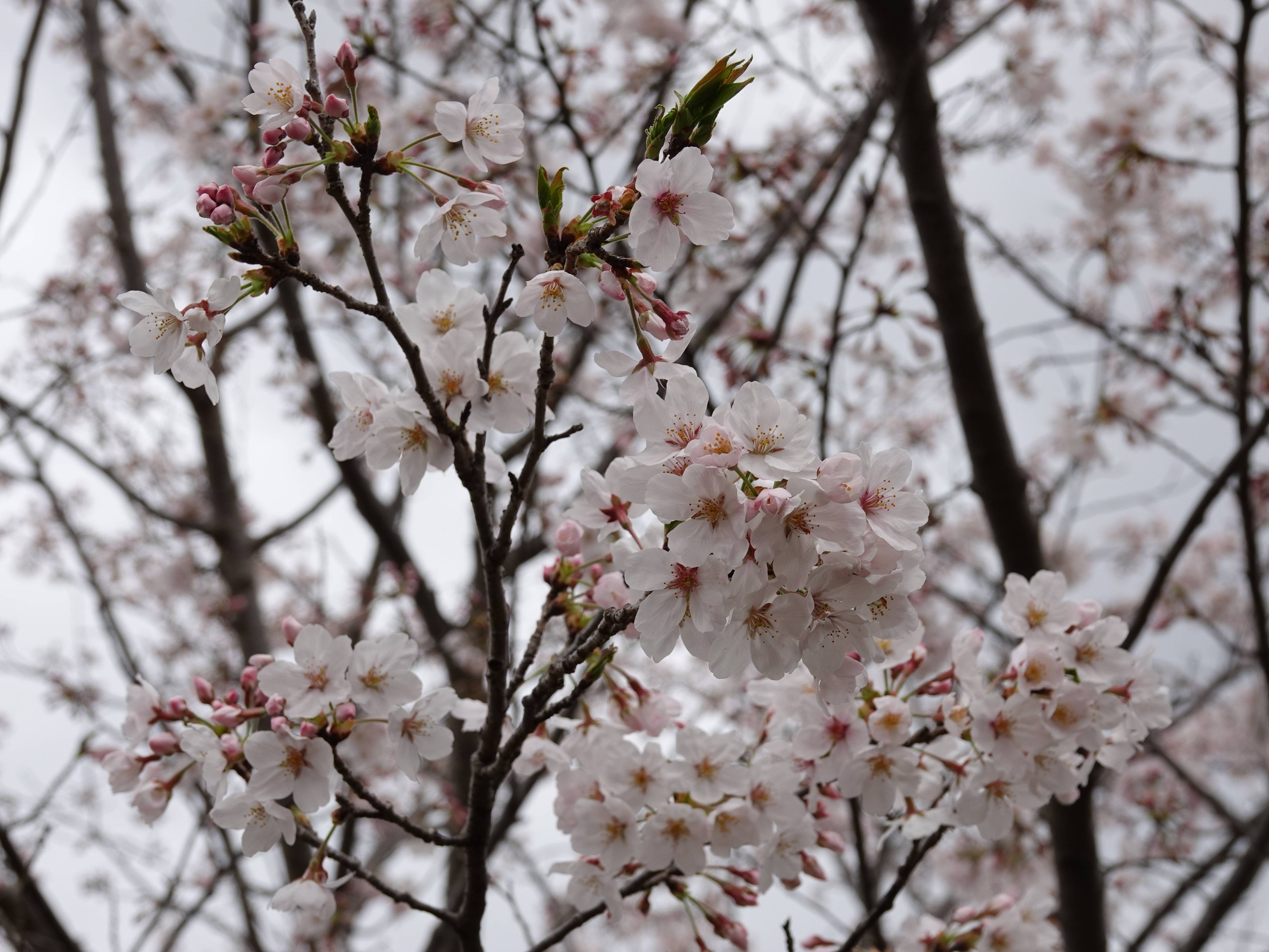 ズーラシアの春事情 桜開花 よこはま動物園ズーラシア公式サイト 公益財団法人 横浜市緑の協会