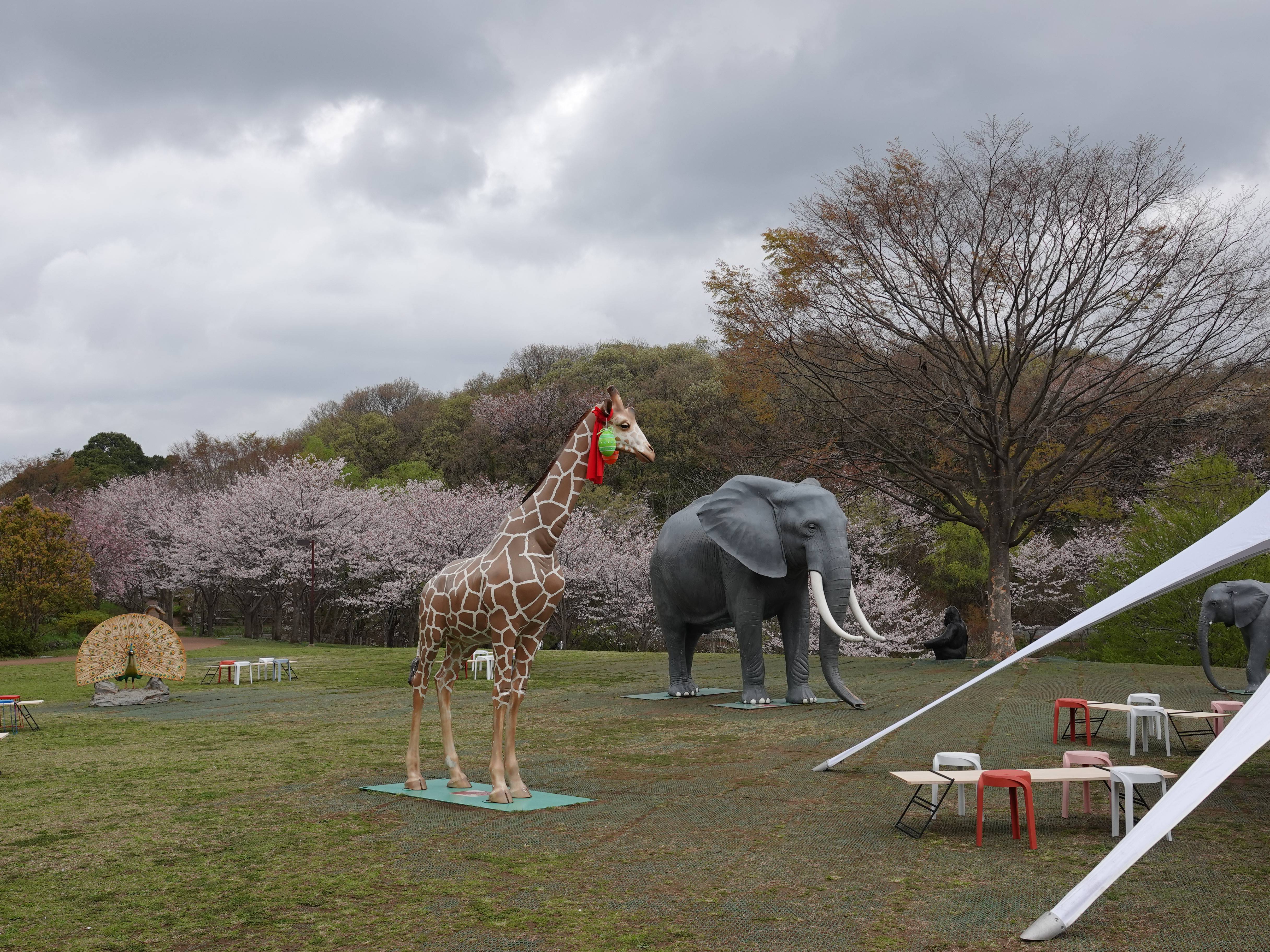 ズーラシアの春事情 桜開花 よこはま動物園ズーラシア公式サイト 公益財団法人 横浜市緑の協会