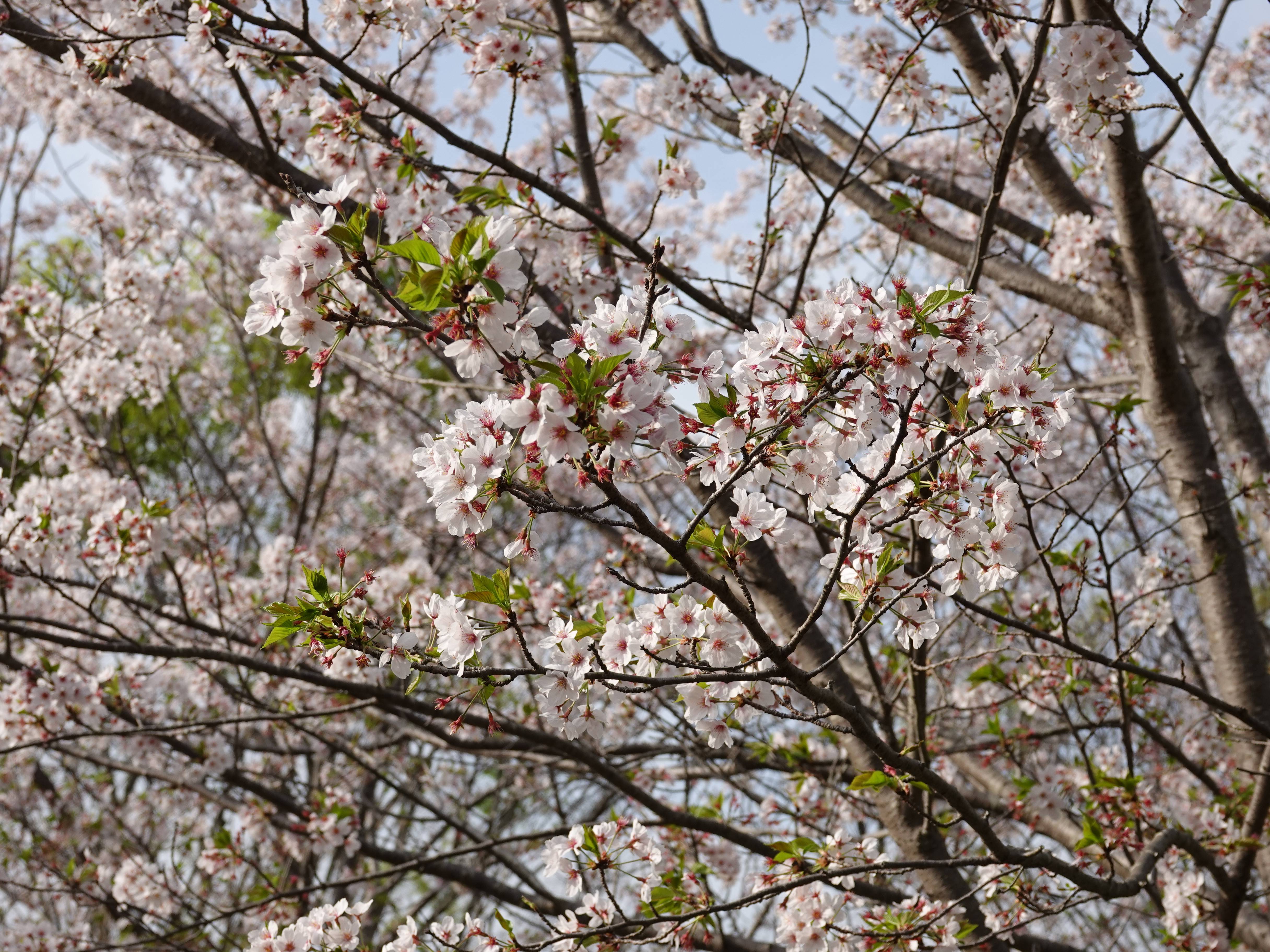 ズーラシアの春事情 桜開花 よこはま動物園ズーラシア公式サイト 公益財団法人 横浜市緑の協会