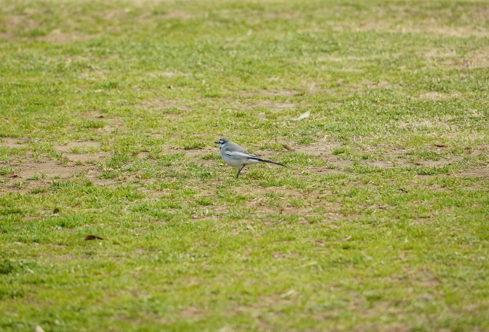 DSC04290.jpg