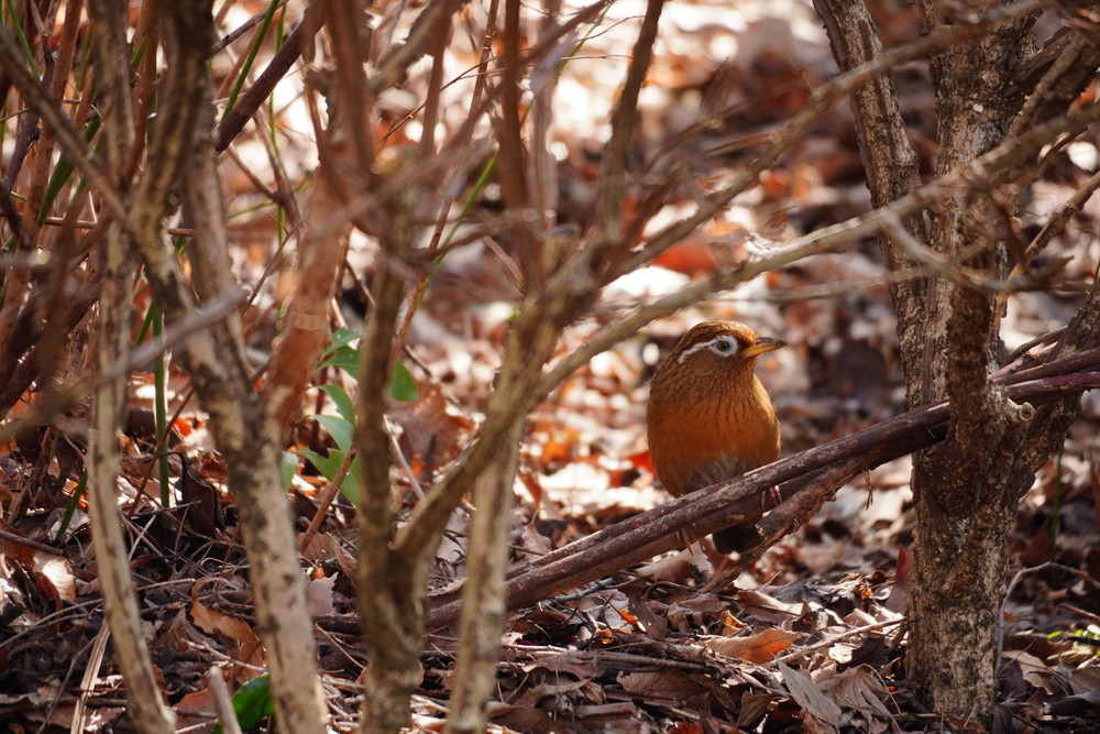 DSC08339.jpg