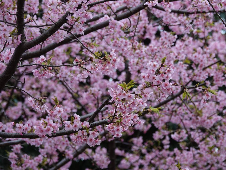 ズーラシアの春事情 桜開花 よこはま動物園ズーラシア公式サイト 公益財団法人 横浜市緑の協会