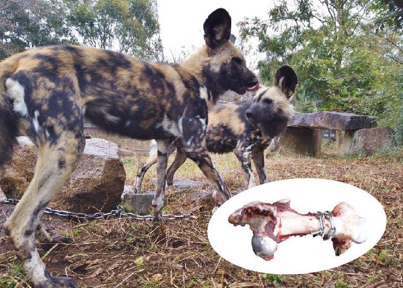 リカオン_アートボード 1.jpg