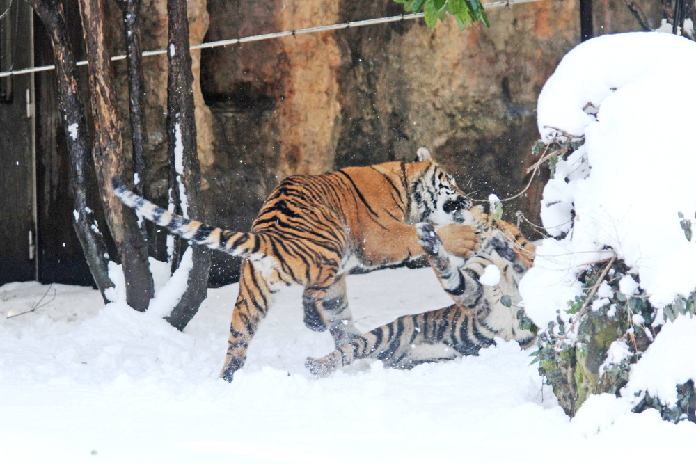 IMG_6745 - コピー.jpg