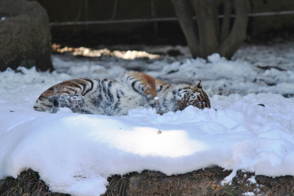 IMG_7239 - コピー.jpg