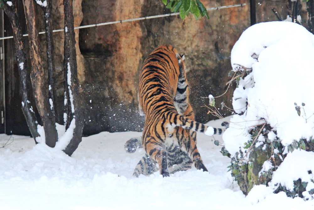 IMG_6743 - コピー.jpg