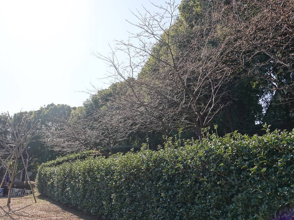 カワヅザクラ ②.jpg