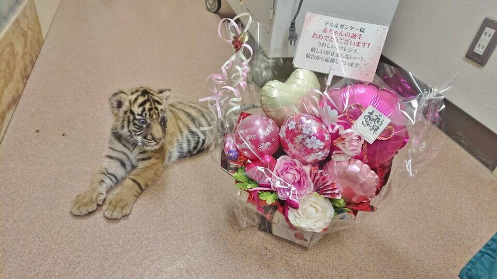 子トラの成長記録 その すまとらとらブログ よこはま動物園ズーラシア公式サイト 公益財団法人 横浜市緑の協会 子トラの成長記録 その すまとらとらブログ よこはま動物園ズーラシア公式サイト 公益財団法人 横浜市緑の協会