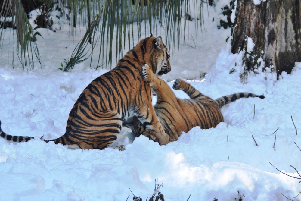 IMG_7043 - コピー.jpg