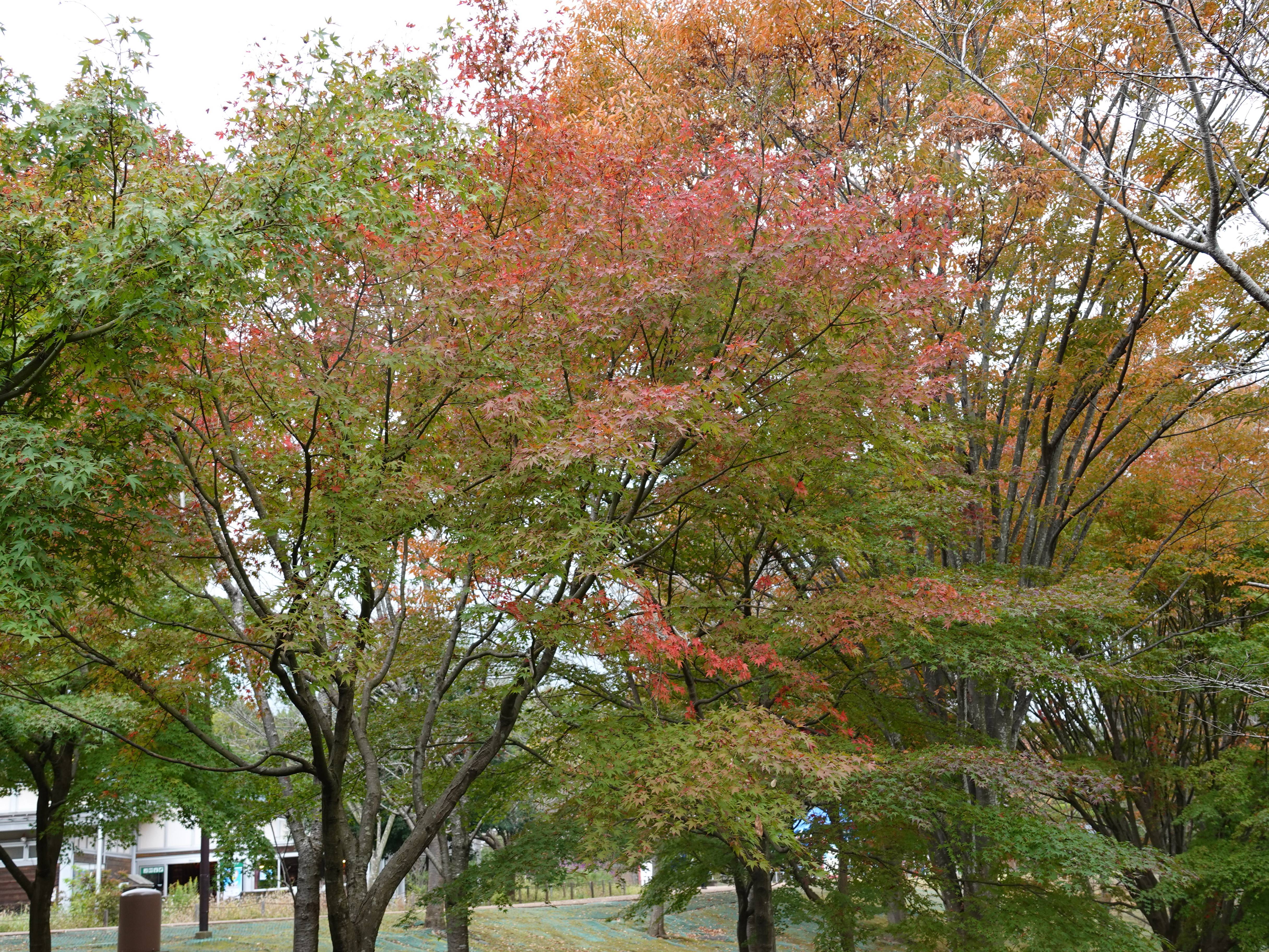 イロハモミジ②.jpg