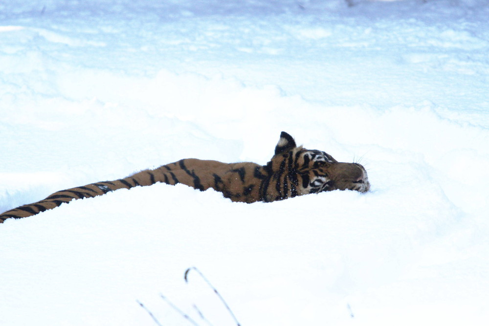 IMG_6547 - コピー.jpg