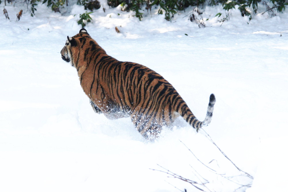 IMG_6631 - コピー.jpg