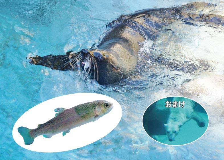 オットセイ_アートボード 1.jpg