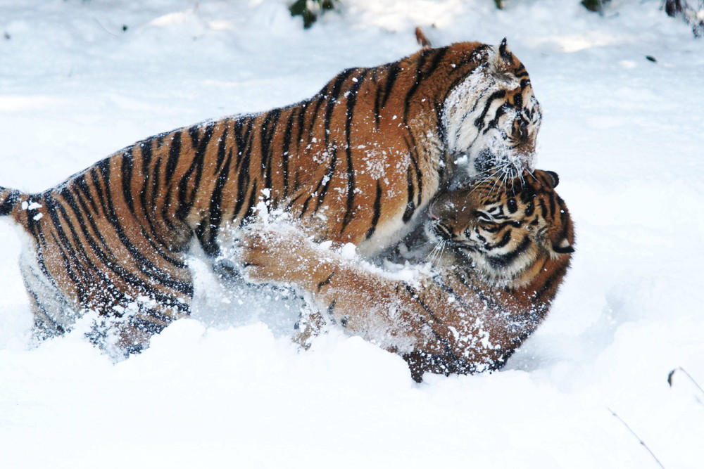 IMG_6649 - コピー.jpg