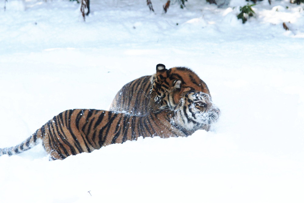 IMG_6646 - コピー.jpg