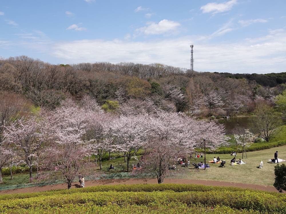 ソメイヨシノ④@ころころ広場.jpg